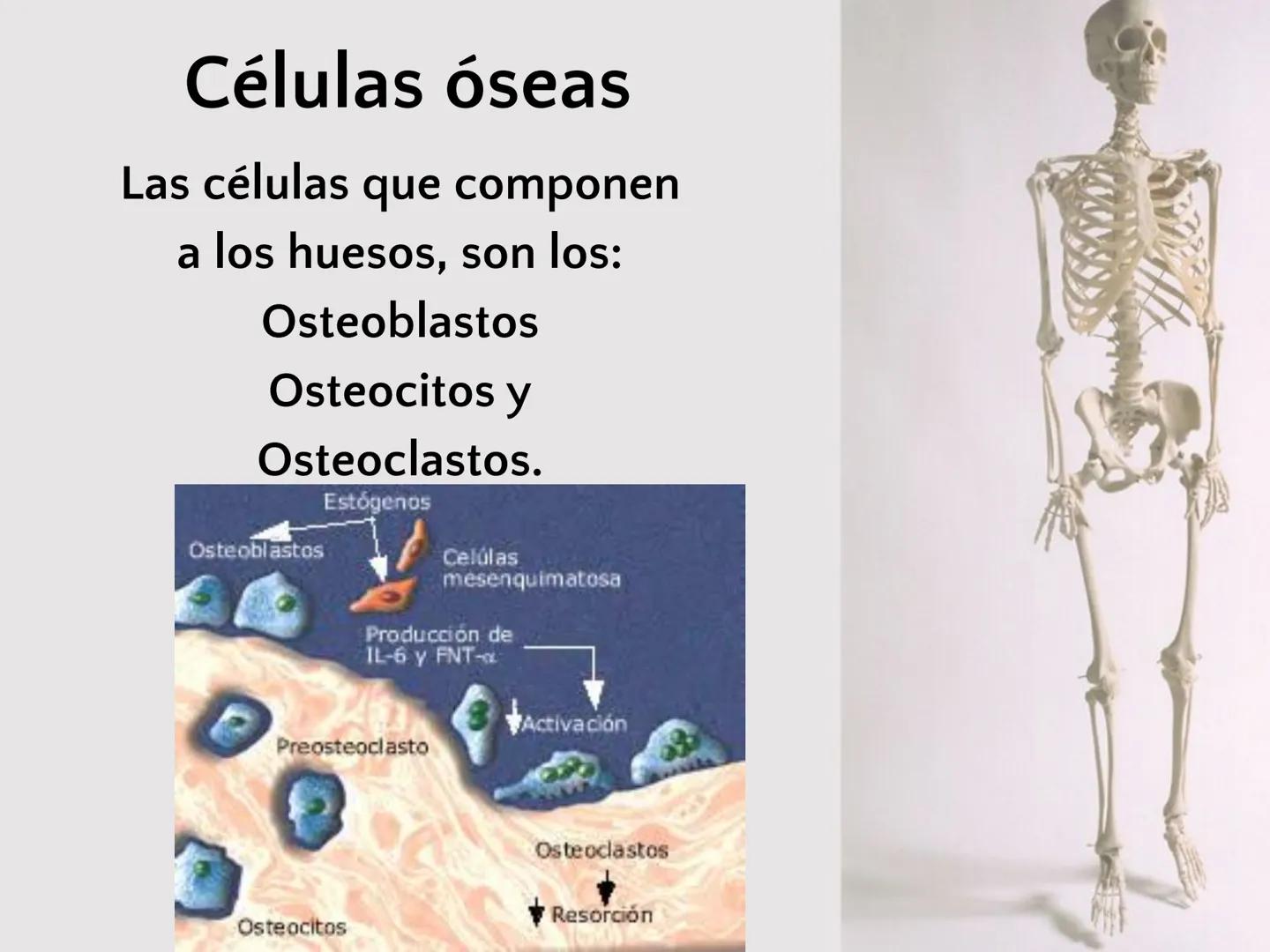 # SISTEMA
ESQUELÉTICO
CIENCIAS DE LA SALUD I # Generalidades
* El sistema esquelético humano está
compuesto por tejido conjuntivo
especi