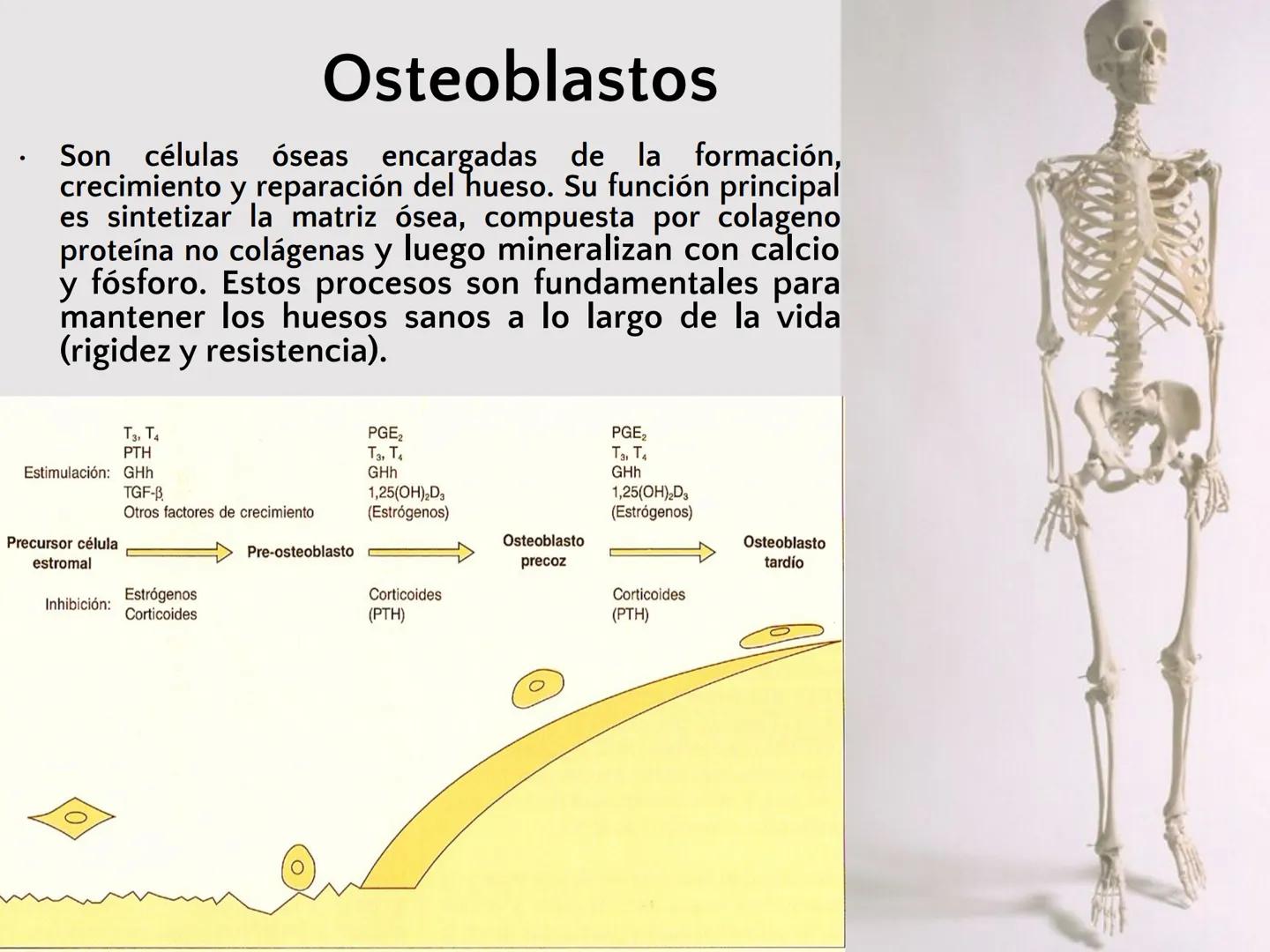 # SISTEMA
ESQUELÉTICO
CIENCIAS DE LA SALUD I # Generalidades
* El sistema esquelético humano está
compuesto por tejido conjuntivo
especi