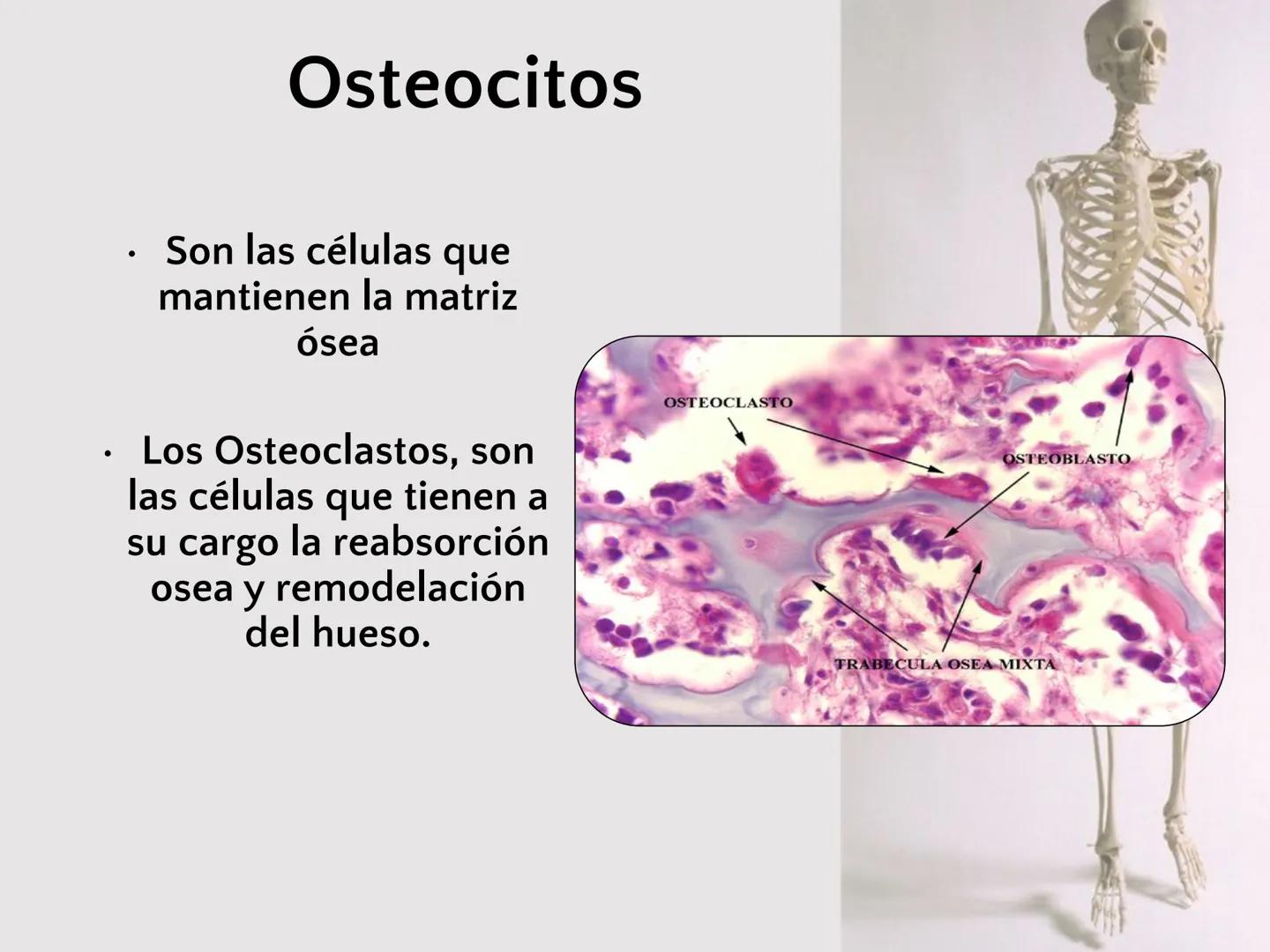 # SISTEMA
ESQUELÉTICO
CIENCIAS DE LA SALUD I # Generalidades
* El sistema esquelético humano está
compuesto por tejido conjuntivo
especi