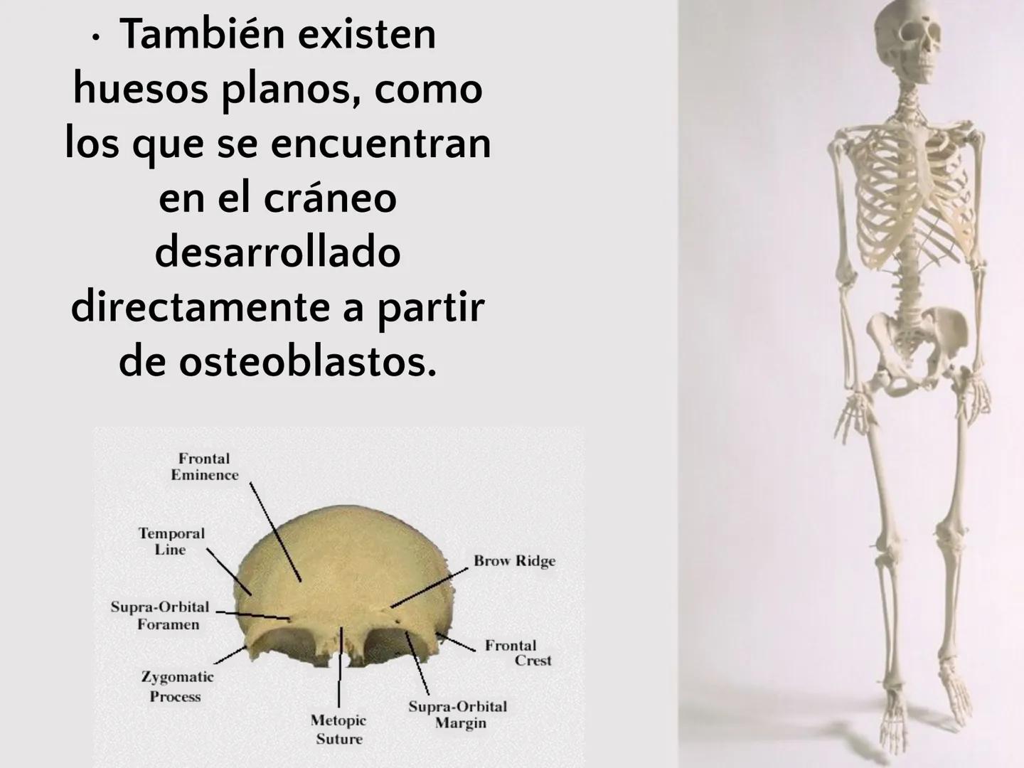 # SISTEMA
ESQUELÉTICO
CIENCIAS DE LA SALUD I # Generalidades
* El sistema esquelético humano está
compuesto por tejido conjuntivo
especi