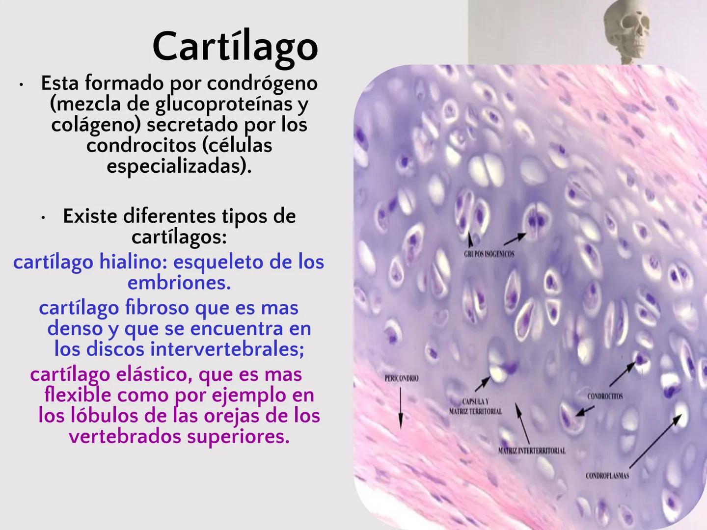 # SISTEMA
ESQUELÉTICO
CIENCIAS DE LA SALUD I # Generalidades
* El sistema esquelético humano está
compuesto por tejido conjuntivo
especi