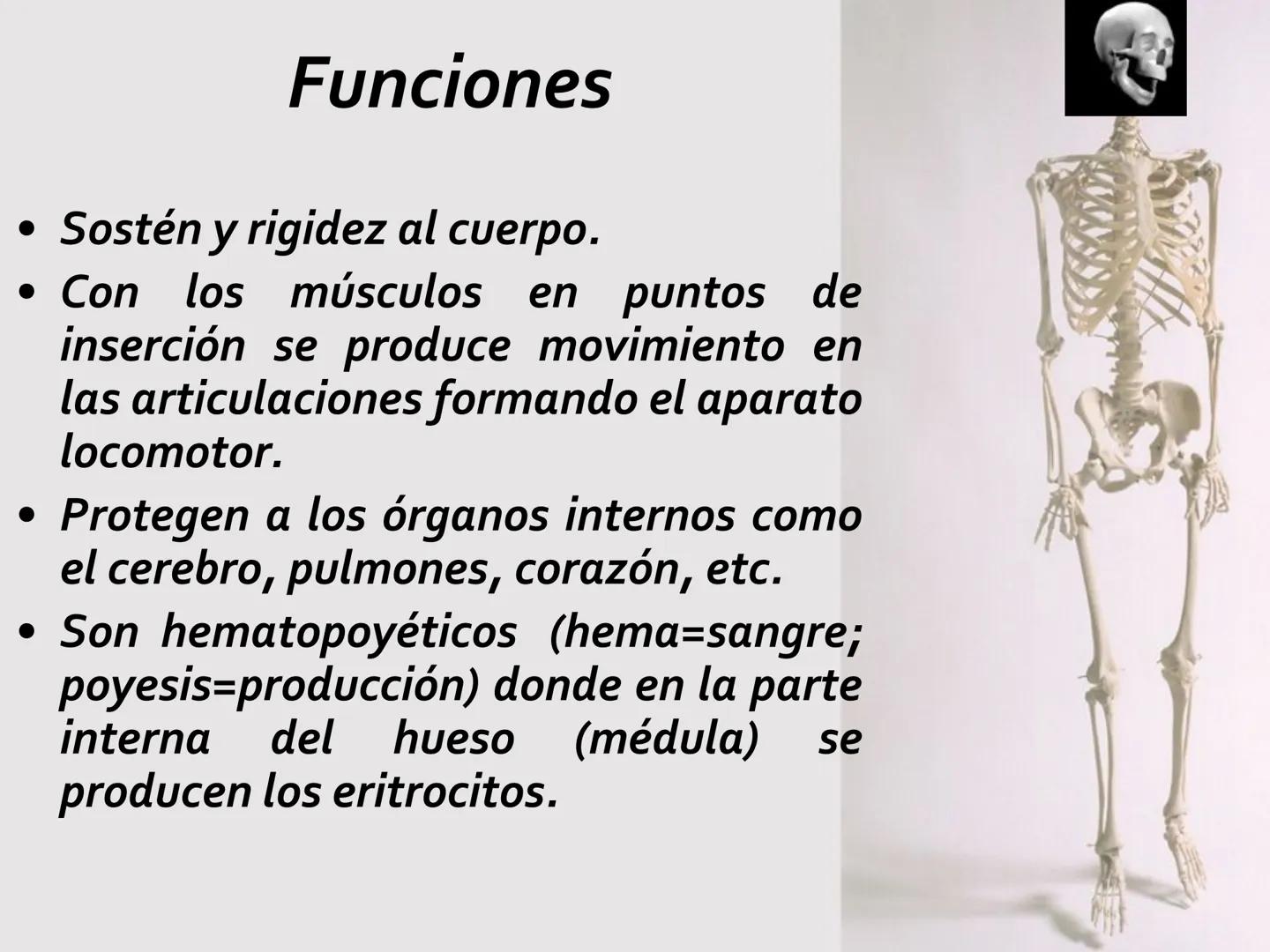 # SISTEMA
ESQUELÉTICO
CIENCIAS DE LA SALUD I # Generalidades
* El sistema esquelético humano está
compuesto por tejido conjuntivo
especi