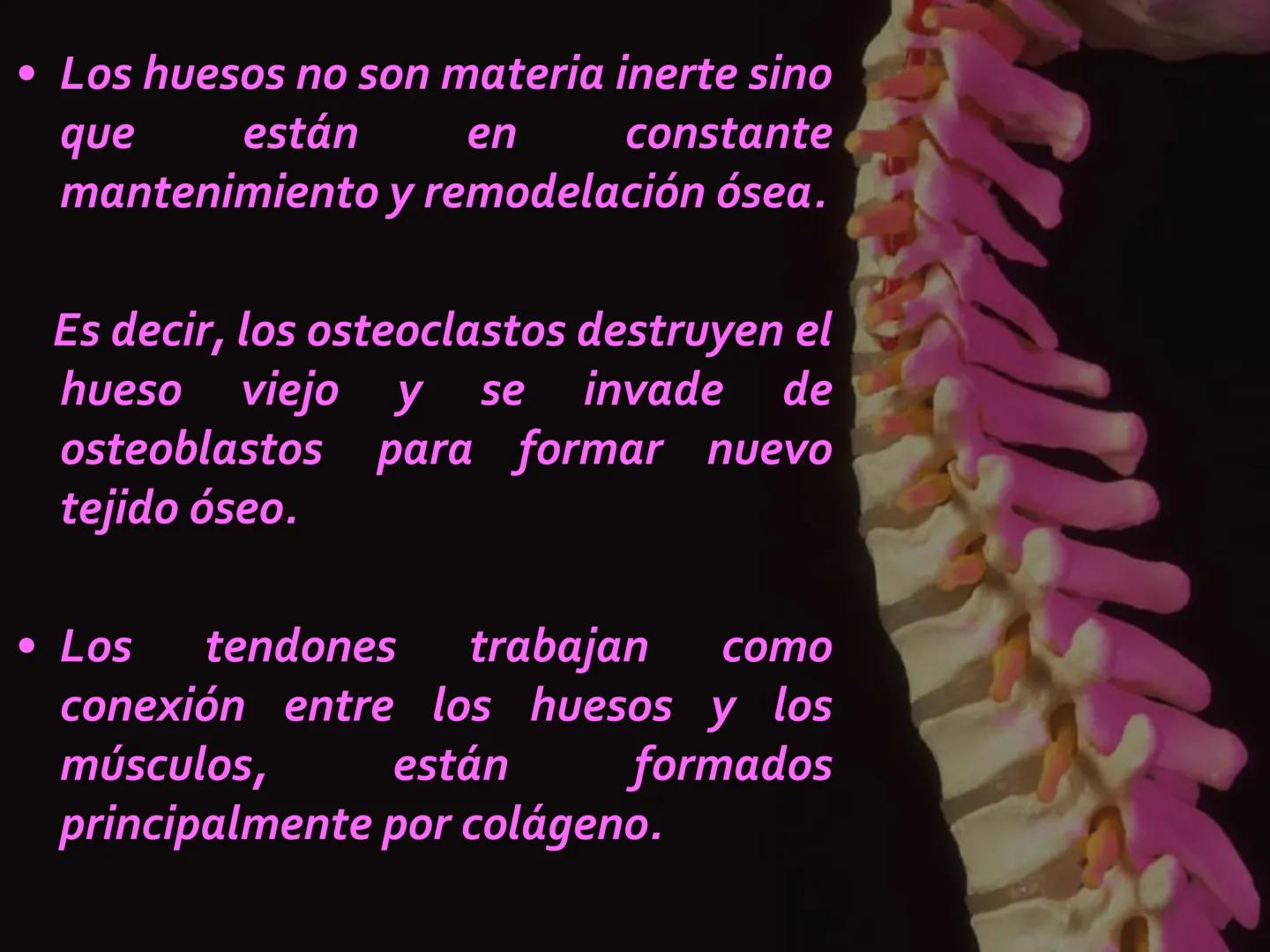 # SISTEMA
ESQUELÉTICO
CIENCIAS DE LA SALUD I # Generalidades
* El sistema esquelético humano está
compuesto por tejido conjuntivo
especi