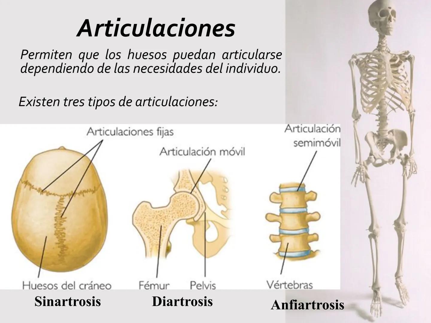# SISTEMA
ESQUELÉTICO
CIENCIAS DE LA SALUD I # Generalidades
* El sistema esquelético humano está
compuesto por tejido conjuntivo
especi