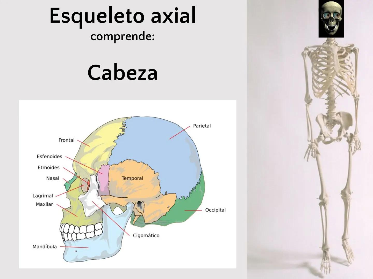 # SISTEMA
ESQUELÉTICO
CIENCIAS DE LA SALUD I # Generalidades
* El sistema esquelético humano está
compuesto por tejido conjuntivo
especi