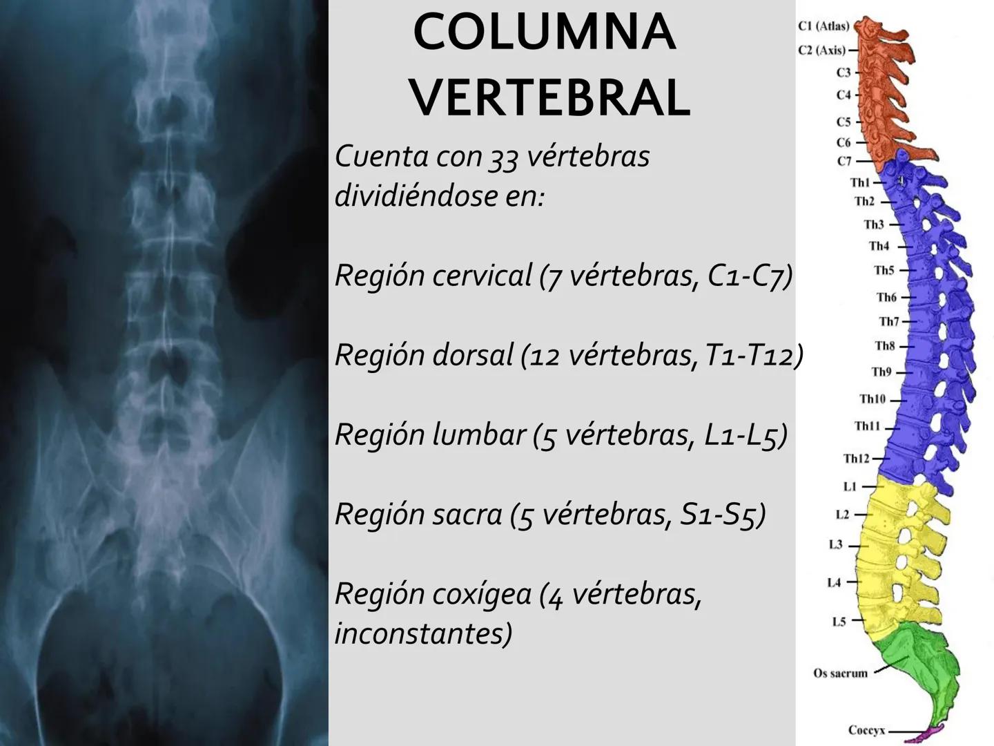 # SISTEMA
ESQUELÉTICO
CIENCIAS DE LA SALUD I # Generalidades
* El sistema esquelético humano está
compuesto por tejido conjuntivo
especi