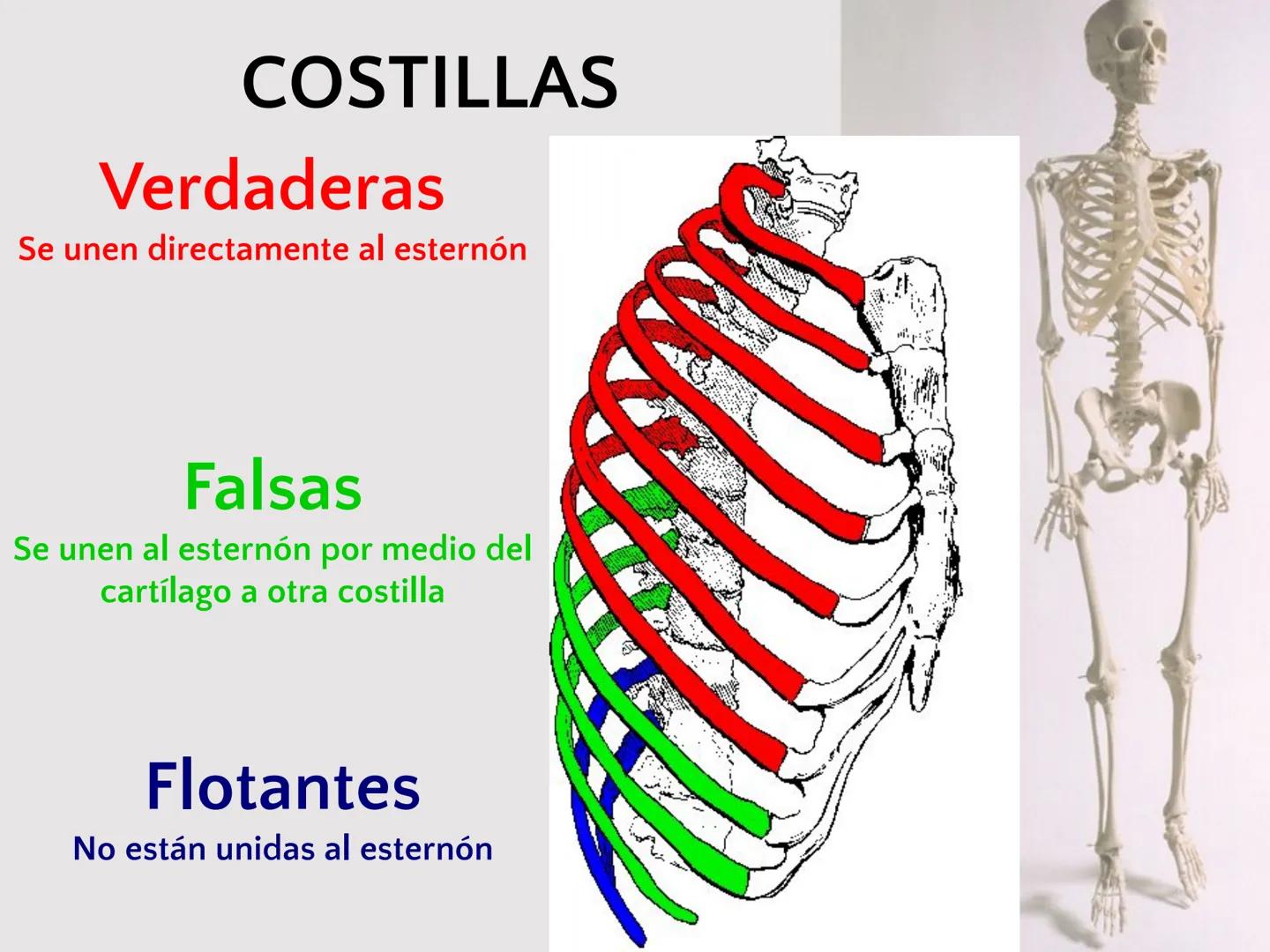 # SISTEMA
ESQUELÉTICO
CIENCIAS DE LA SALUD I # Generalidades
* El sistema esquelético humano está
compuesto por tejido conjuntivo
especi