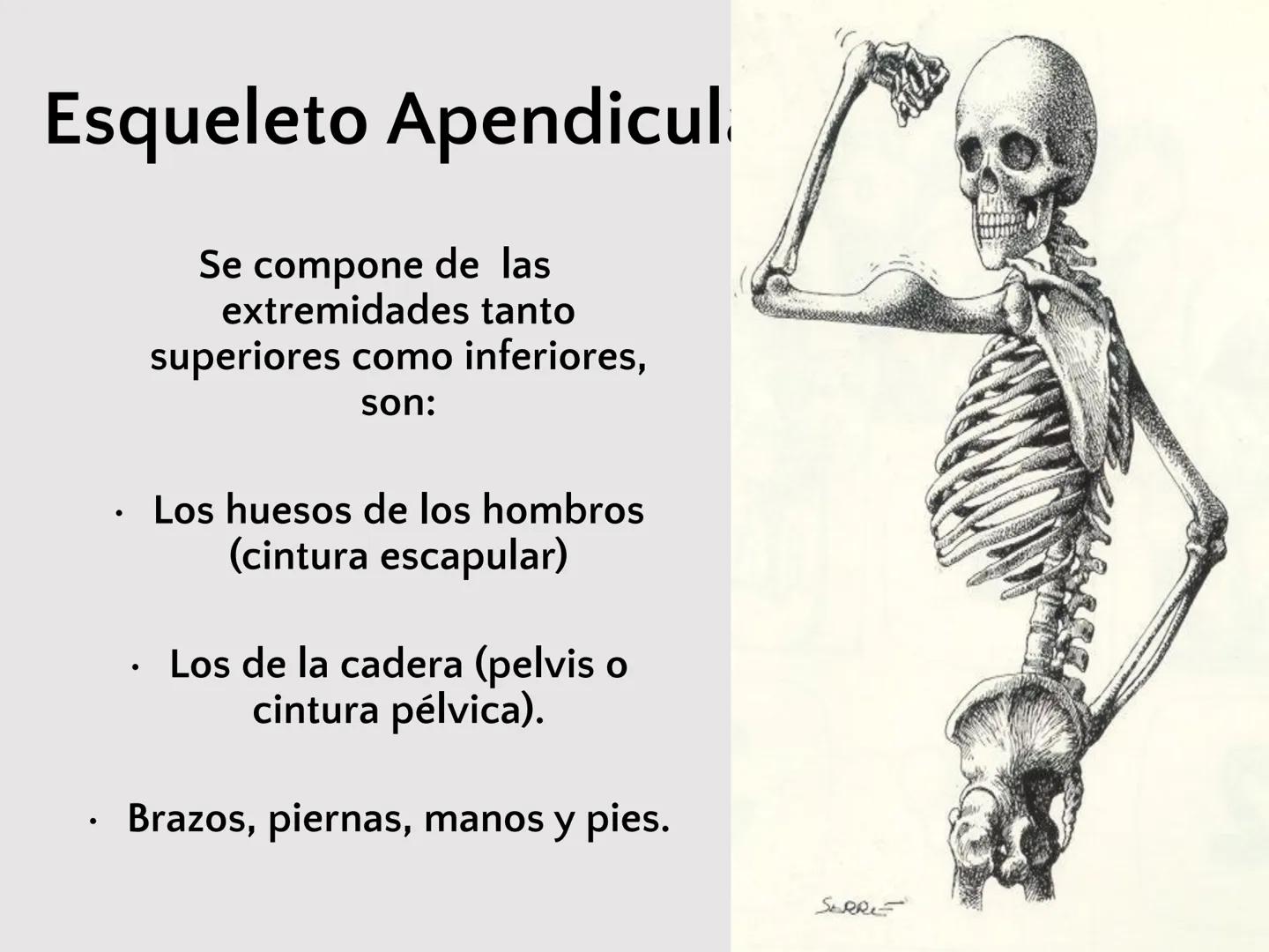 # SISTEMA
ESQUELÉTICO
CIENCIAS DE LA SALUD I # Generalidades
* El sistema esquelético humano está
compuesto por tejido conjuntivo
especi
