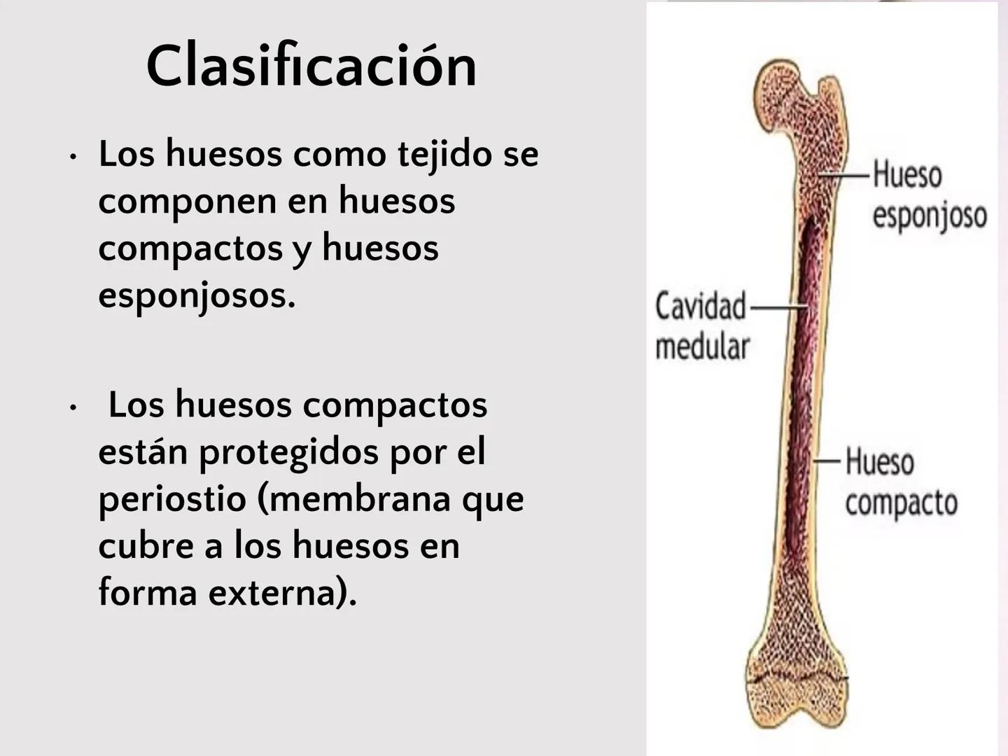# SISTEMA
ESQUELÉTICO
CIENCIAS DE LA SALUD I # Generalidades
* El sistema esquelético humano está
compuesto por tejido conjuntivo
especi
