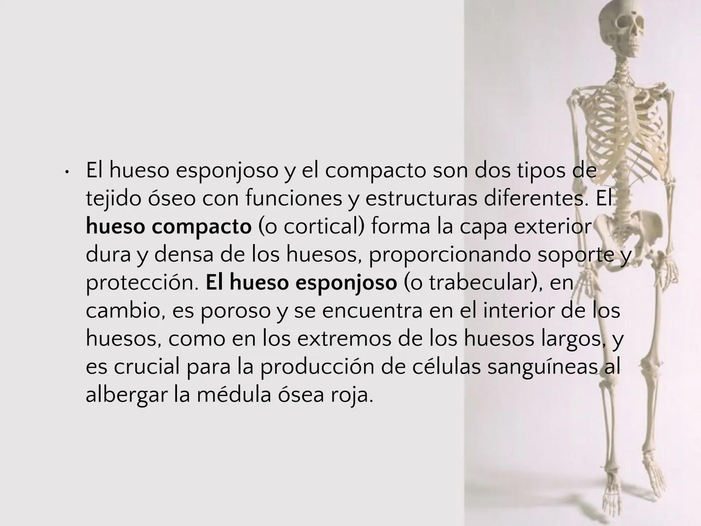 # SISTEMA
ESQUELÉTICO
CIENCIAS DE LA SALUD I # Generalidades
* El sistema esquelético humano está
compuesto por tejido conjuntivo
especi