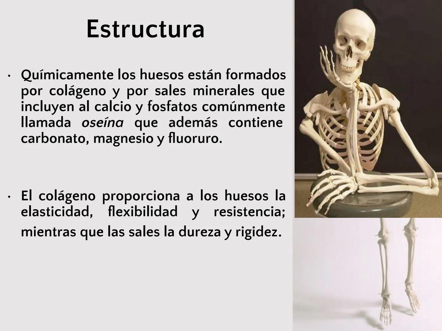 # SISTEMA
ESQUELÉTICO
CIENCIAS DE LA SALUD I # Generalidades
* El sistema esquelético humano está
compuesto por tejido conjuntivo
especi
