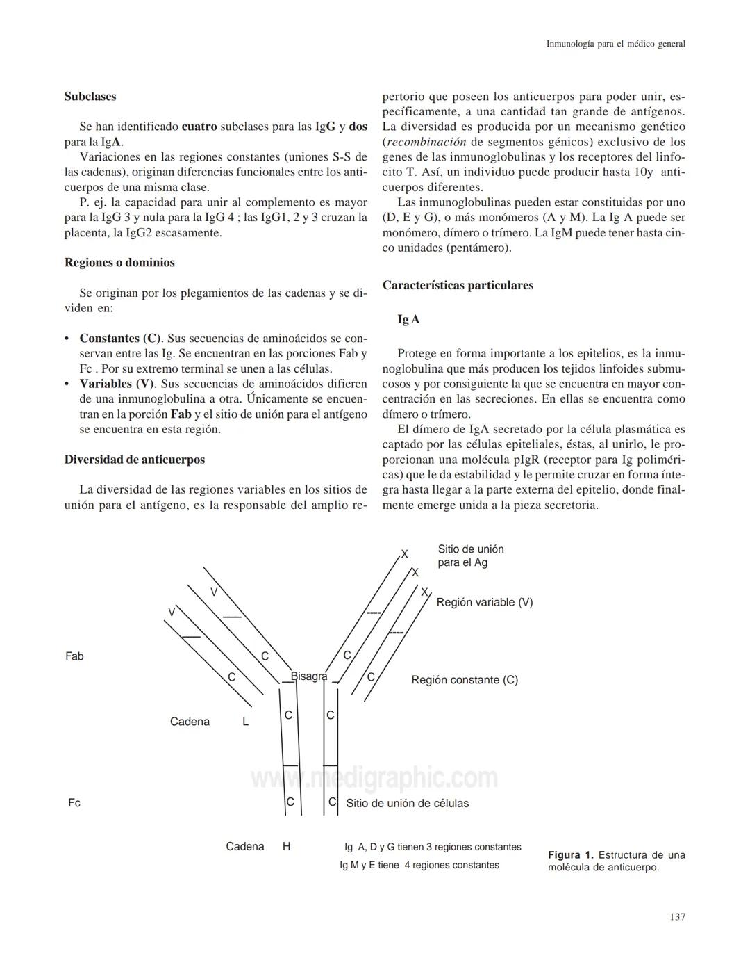 Gloria Bertha Vega Robledo.
medigraphic Artemisk
Inmunología para el médico general
Anticuerpos
Gloria Bertha Vega Robledo¹
Departament