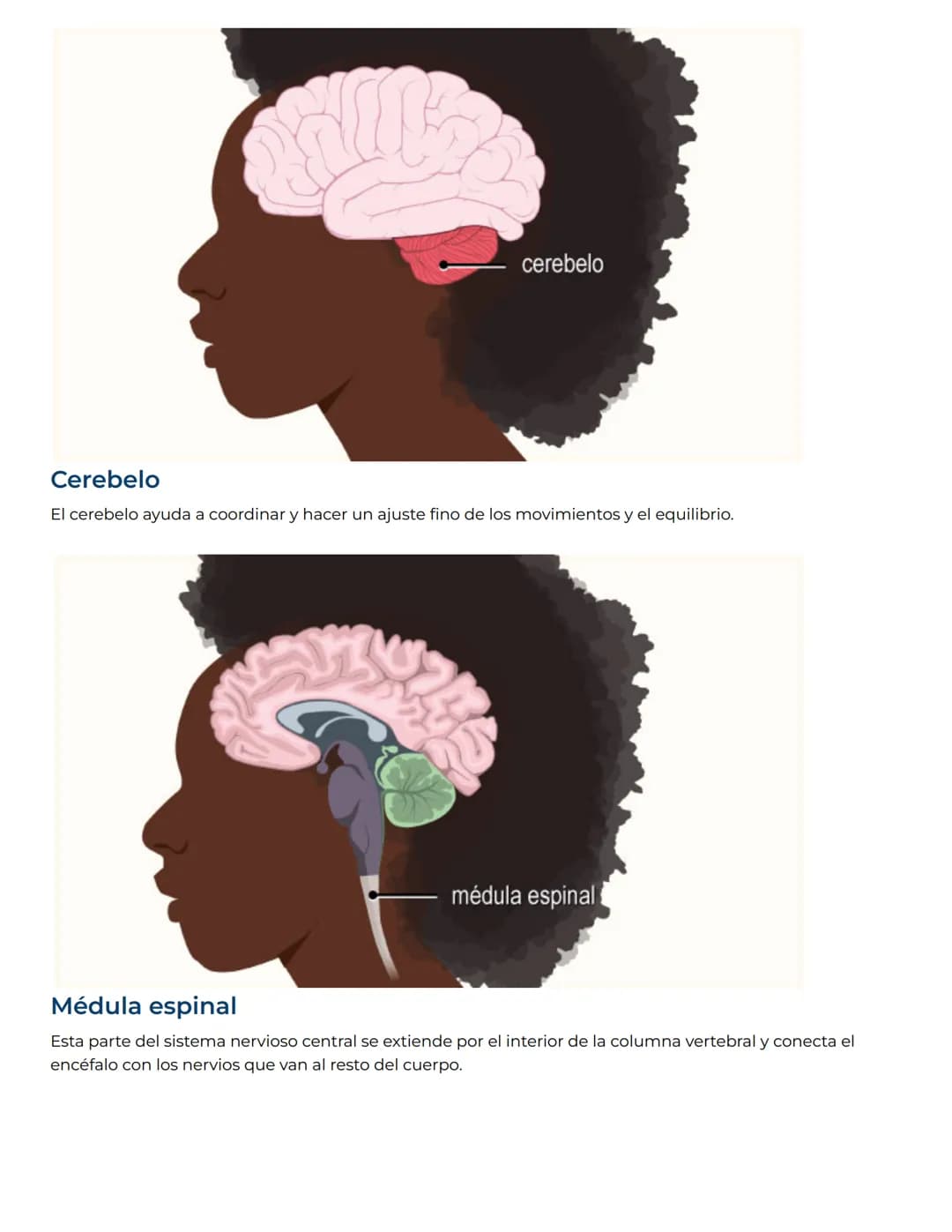 NEMOURS
KidsHealth
Nemours KidsHealth
Dedicado a la salud y el desarrollo de los niños.
Obtenga más información en KidsHealth.org
# Sistem