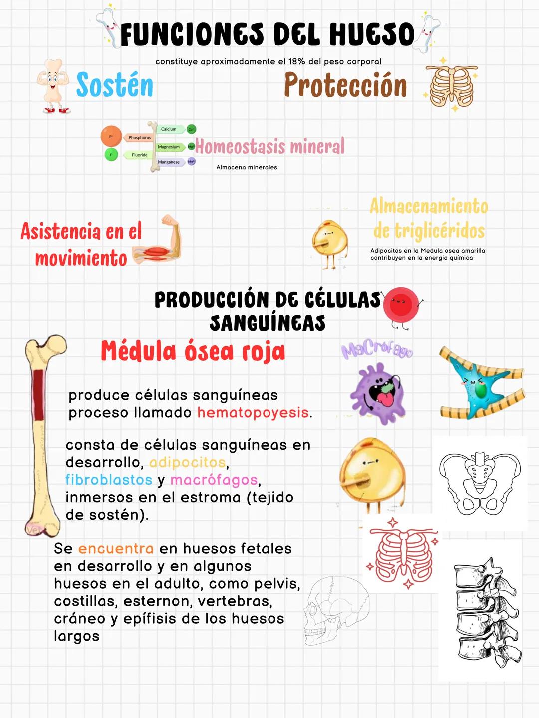 # FUNCIONES DEL HUESO
constituye aproximadamente el 18% del peso corporal
Sostén
Protección
Calc
Phosphorus
Homeostasis mineral
Asist