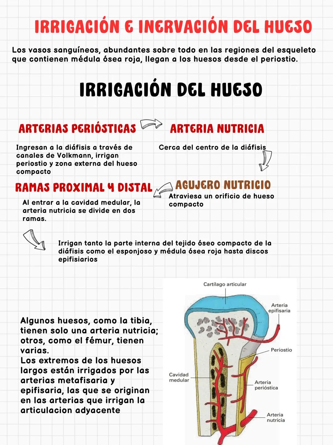 # FUNCIONES DEL HUESO
constituye aproximadamente el 18% del peso corporal
Sostén
Protección
Calc
Phosphorus
Homeostasis mineral
Asist