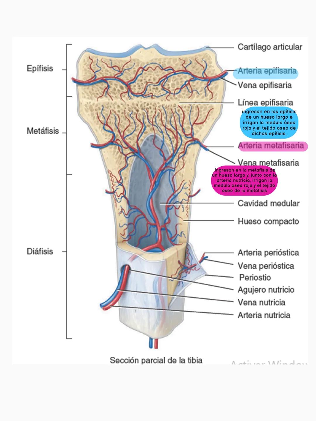 # FUNCIONES DEL HUESO
constituye aproximadamente el 18% del peso corporal
Sostén
Protección
Calc
Phosphorus
Homeostasis mineral
Asist