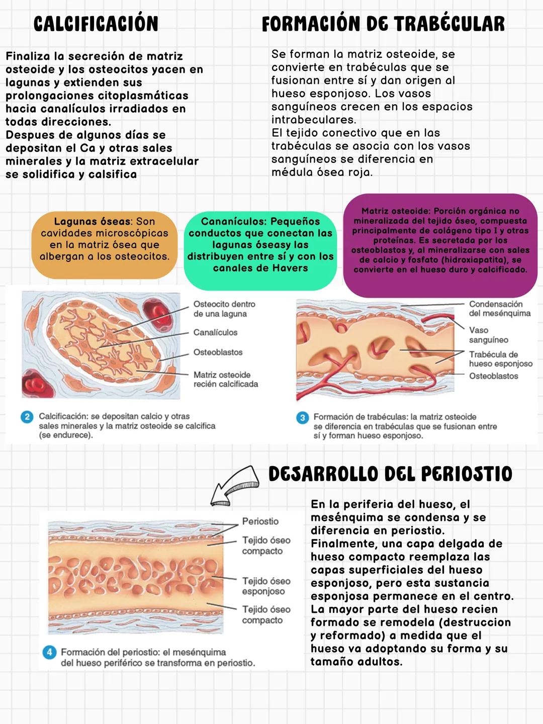 # FUNCIONES DEL HUESO
constituye aproximadamente el 18% del peso corporal
Sostén
Protección
Calc
Phosphorus
Homeostasis mineral
Asist