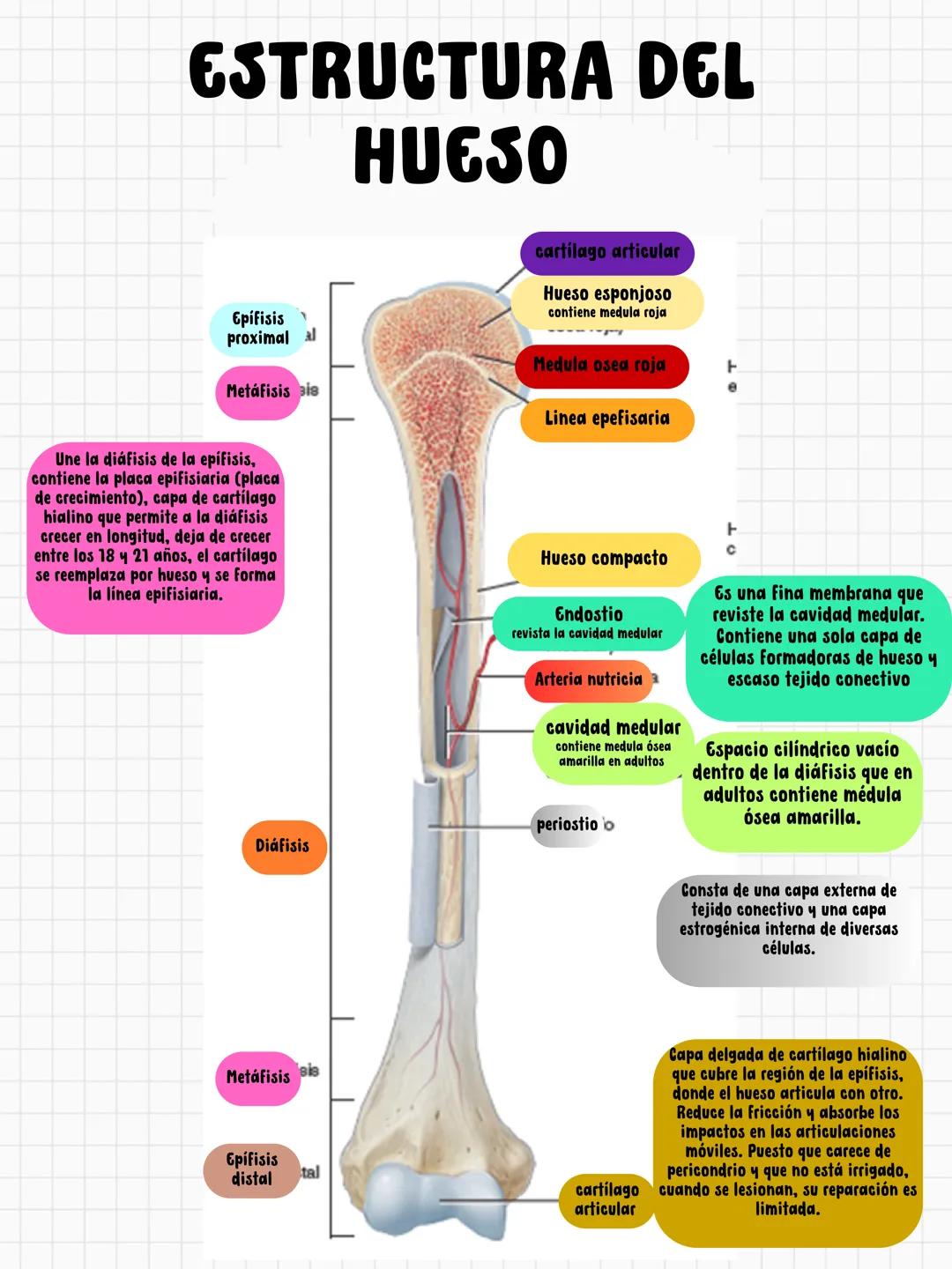# FUNCIONES DEL HUESO
constituye aproximadamente el 18% del peso corporal
Sostén
Protección
Calc
Phosphorus
Homeostasis mineral
Asist