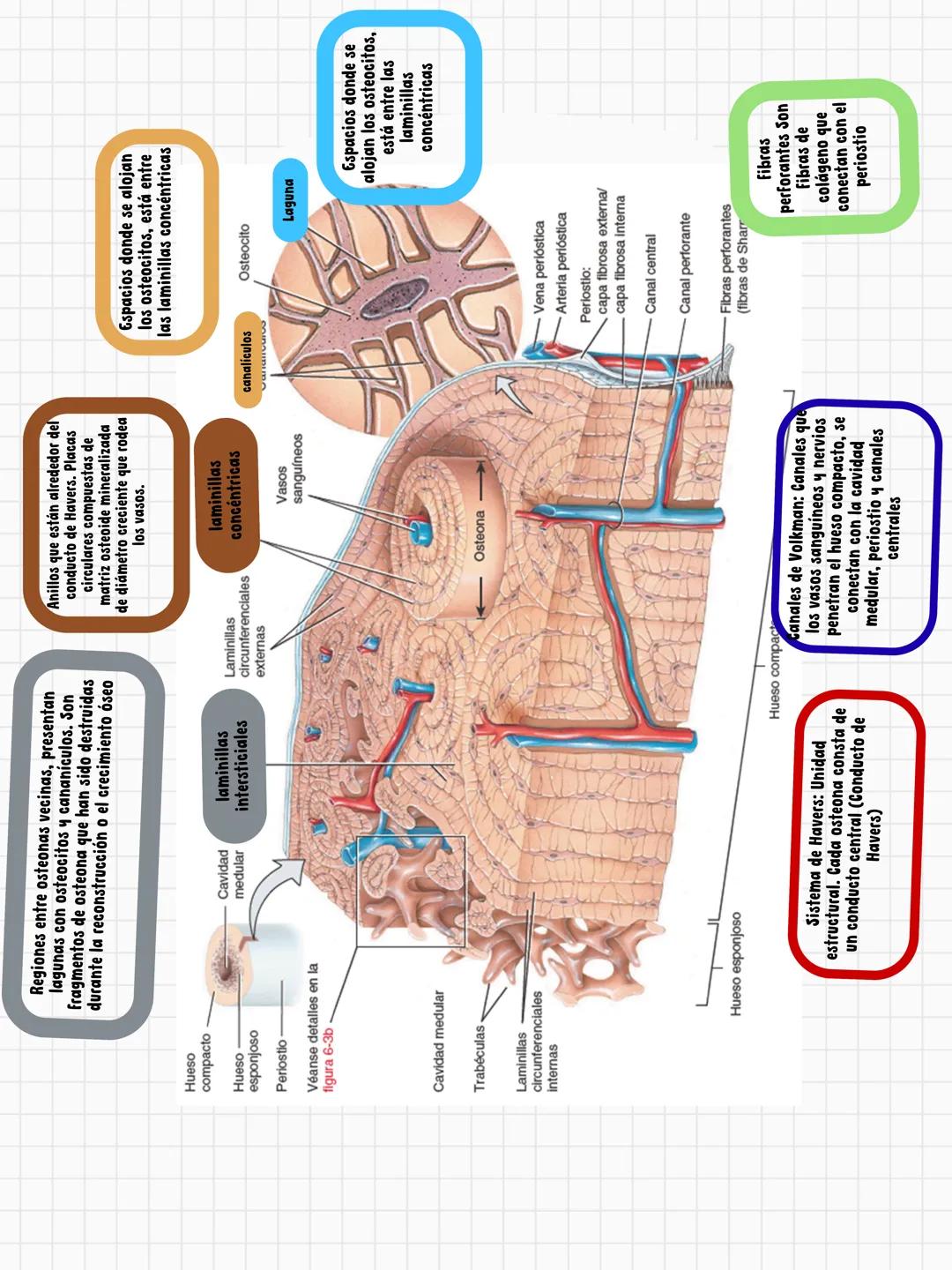 # FUNCIONES DEL HUESO
constituye aproximadamente el 18% del peso corporal
Sostén
Protección
Calc
Phosphorus
Homeostasis mineral
Asist