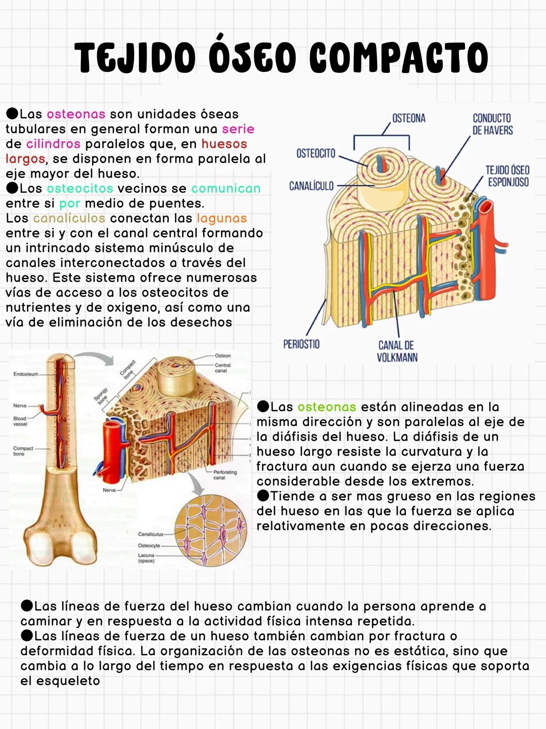 # FUNCIONES DEL HUESO
constituye aproximadamente el 18% del peso corporal
Sostén
Protección
Calc
Phosphorus
Homeostasis mineral
Asist