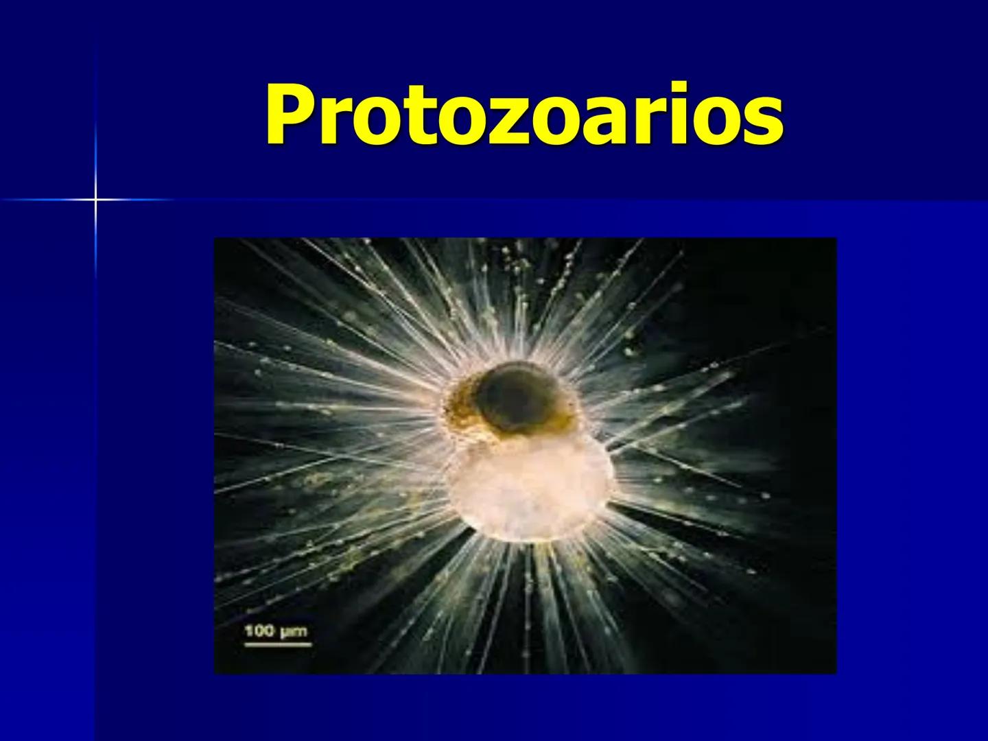 # Protozoarios
100 μm # Protozoarios
■ Son unicelulares pertenecientes al Reino Protista,
subreino Protozoa.
* Eucariotas, microscopico