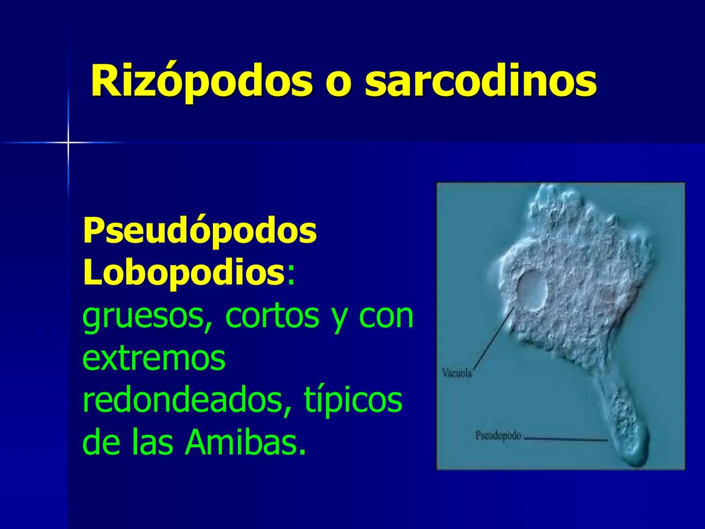 # Protozoarios
100 μm # Protozoarios
■ Son unicelulares pertenecientes al Reino Protista,
subreino Protozoa.
* Eucariotas, microscopico