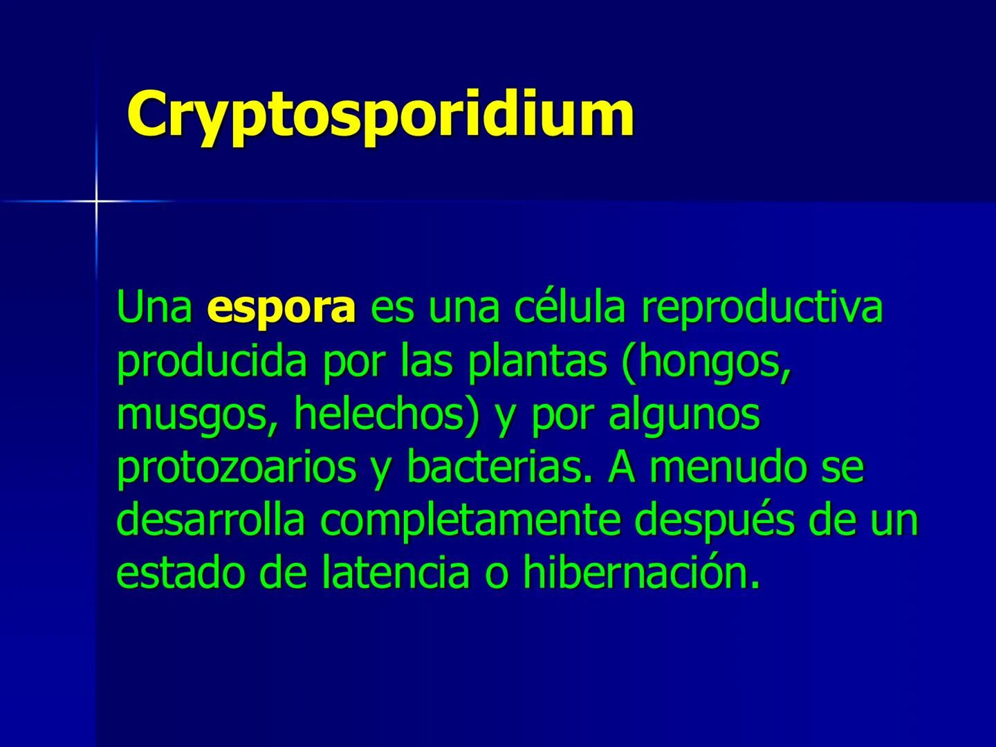 # Protozoarios
100 μm # Protozoarios
■ Son unicelulares pertenecientes al Reino Protista,
subreino Protozoa.
* Eucariotas, microscopico