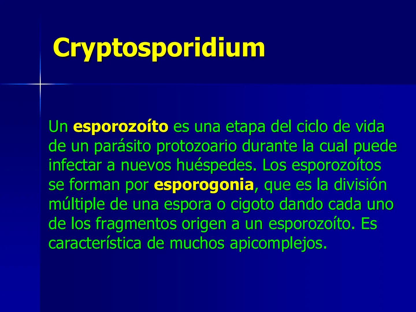 # Protozoarios
100 μm # Protozoarios
■ Son unicelulares pertenecientes al Reino Protista,
subreino Protozoa.
* Eucariotas, microscopico