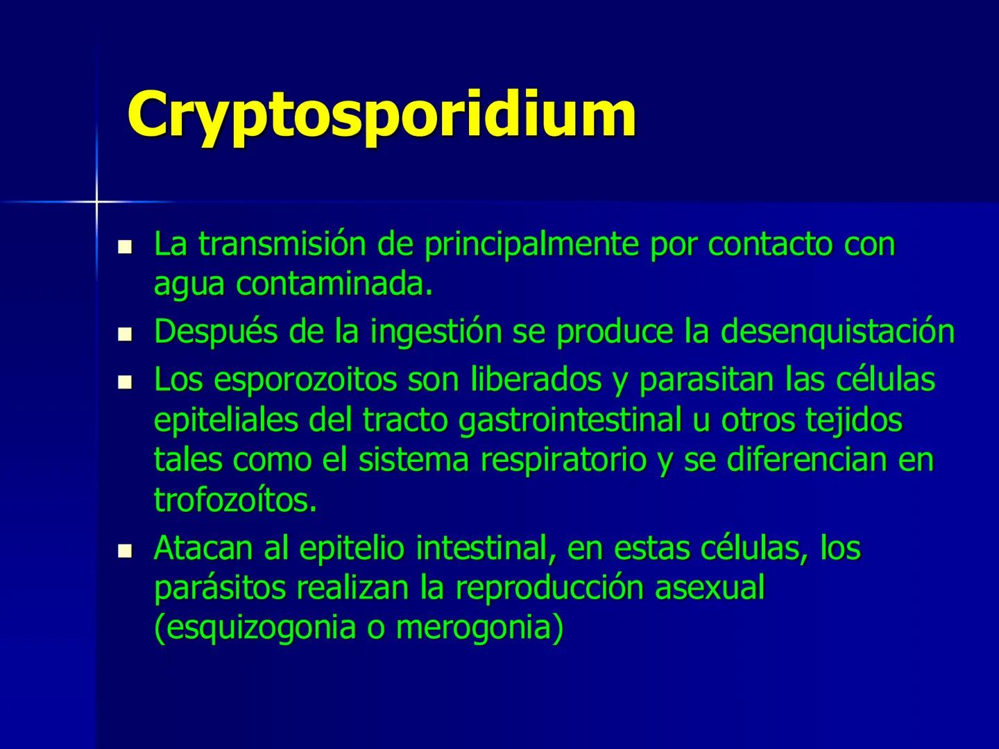 # Protozoarios
100 μm # Protozoarios
■ Son unicelulares pertenecientes al Reino Protista,
subreino Protozoa.
* Eucariotas, microscopico
