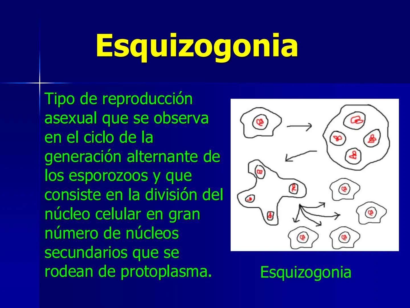 # Protozoarios
100 μm # Protozoarios
■ Son unicelulares pertenecientes al Reino Protista,
subreino Protozoa.
* Eucariotas, microscopico