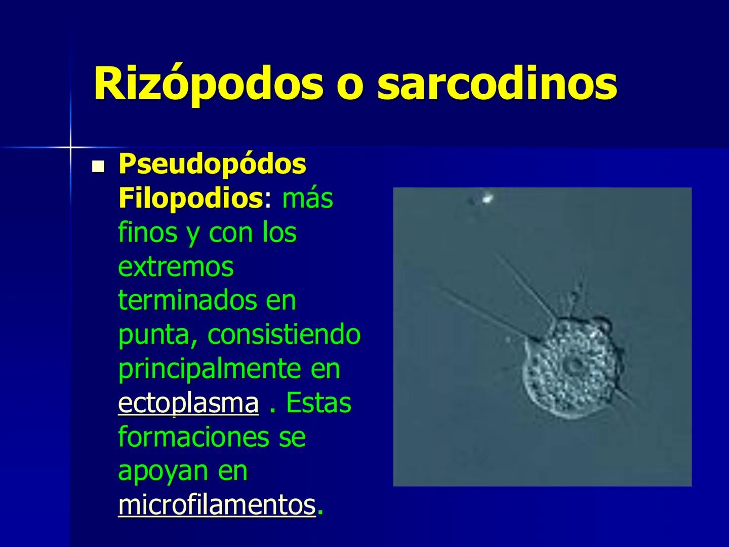 # Protozoarios
100 μm # Protozoarios
■ Son unicelulares pertenecientes al Reino Protista,
subreino Protozoa.
* Eucariotas, microscopico