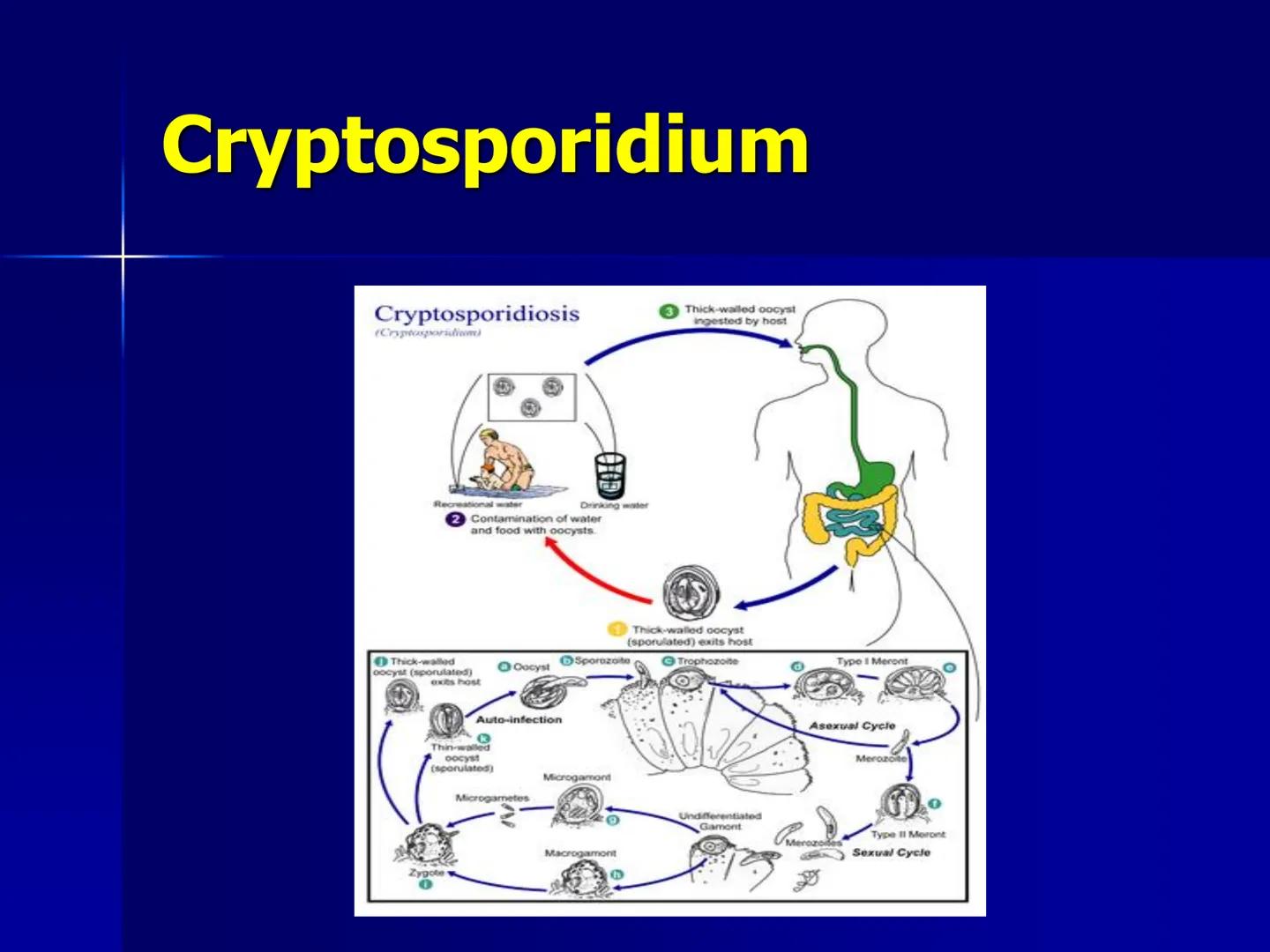 # Protozoarios
100 μm # Protozoarios
■ Son unicelulares pertenecientes al Reino Protista,
subreino Protozoa.
* Eucariotas, microscopico
