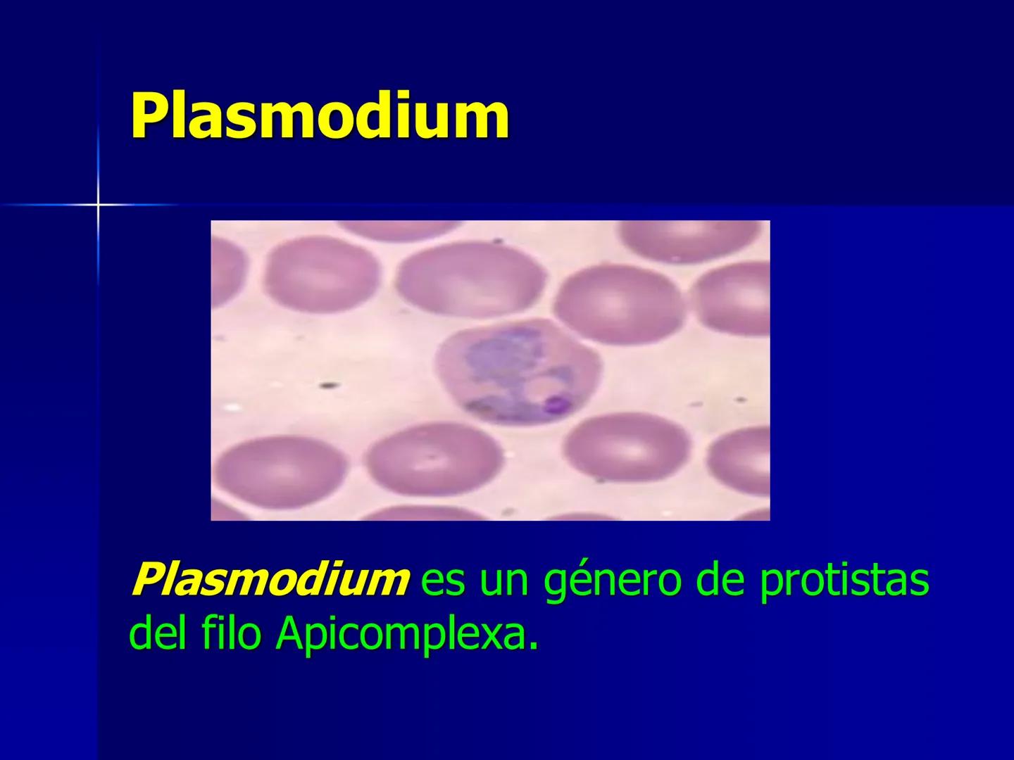 # Protozoarios
100 μm # Protozoarios
■ Son unicelulares pertenecientes al Reino Protista,
subreino Protozoa.
* Eucariotas, microscopico