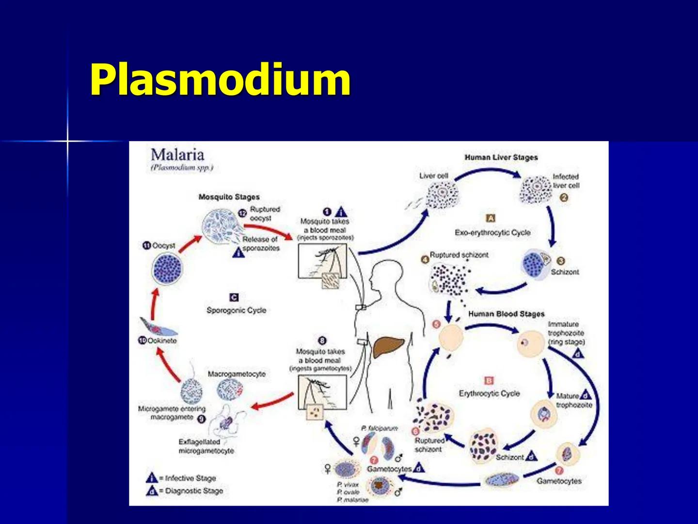 # Protozoarios
100 μm # Protozoarios
■ Son unicelulares pertenecientes al Reino Protista,
subreino Protozoa.
* Eucariotas, microscopico