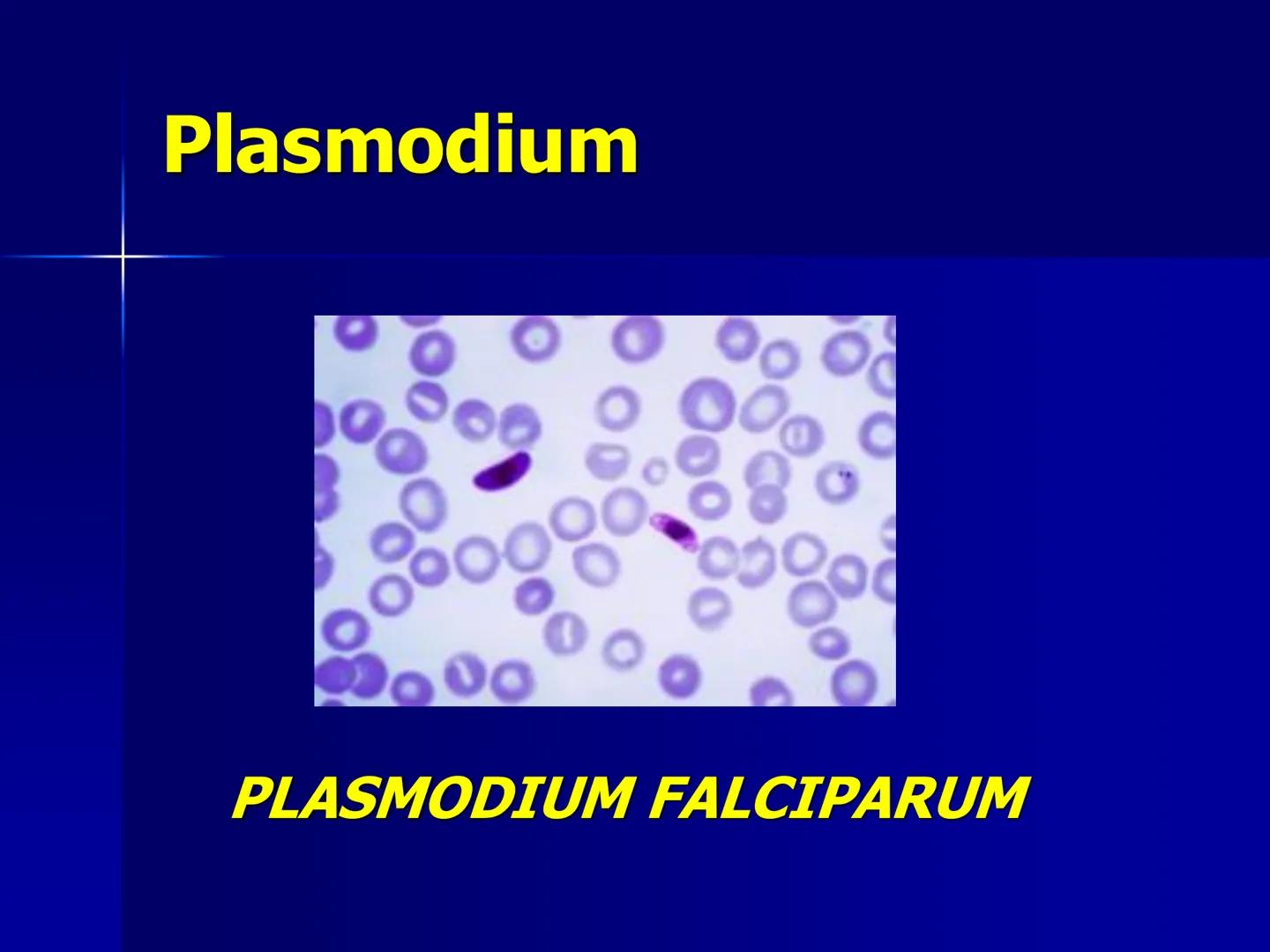 # Protozoarios
100 μm # Protozoarios
■ Son unicelulares pertenecientes al Reino Protista,
subreino Protozoa.
* Eucariotas, microscopico