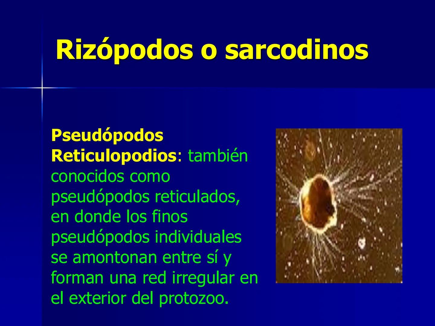 # Protozoarios
100 μm # Protozoarios
■ Son unicelulares pertenecientes al Reino Protista,
subreino Protozoa.
* Eucariotas, microscopico