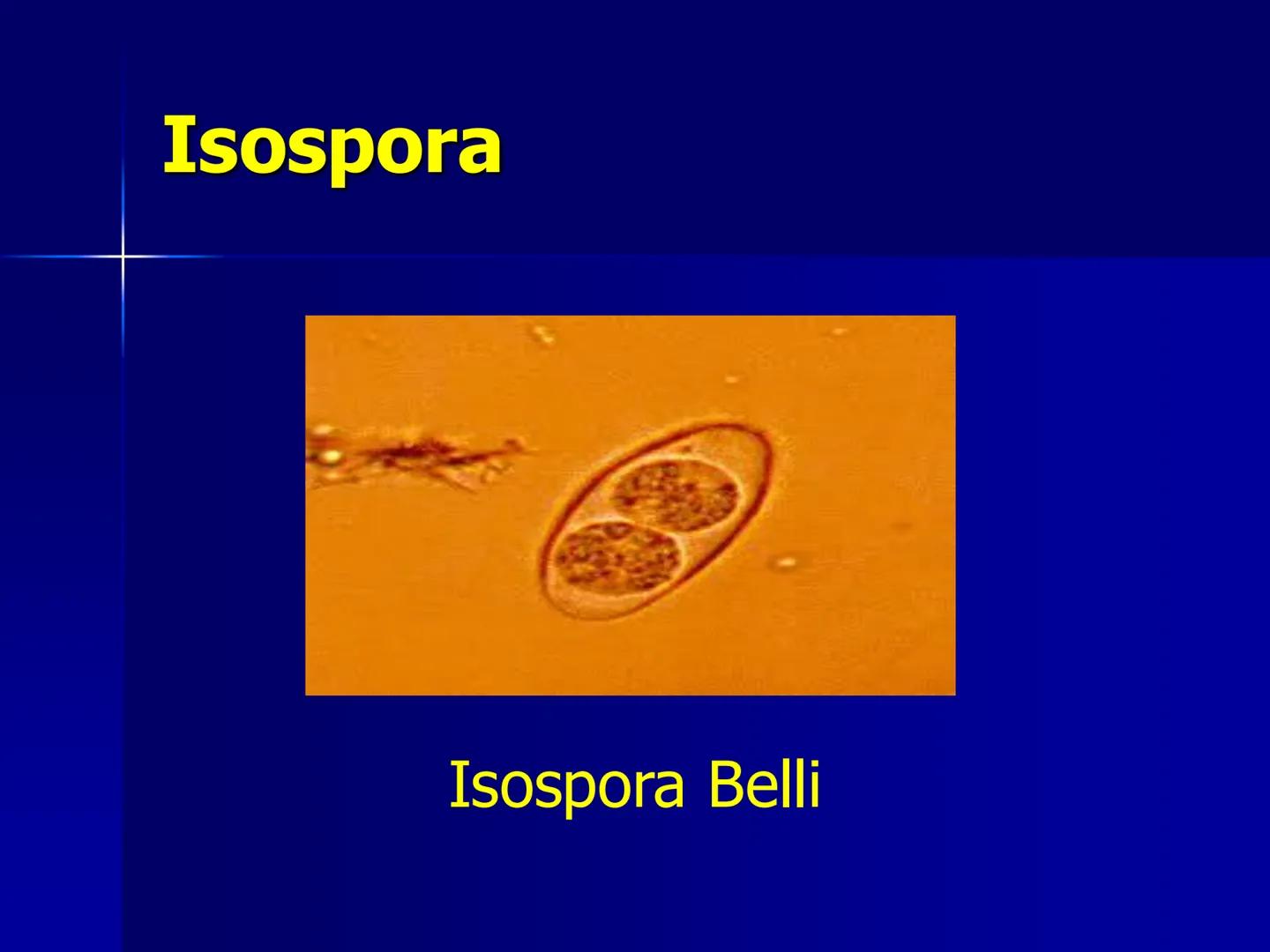 # Protozoarios
100 μm # Protozoarios
■ Son unicelulares pertenecientes al Reino Protista,
subreino Protozoa.
* Eucariotas, microscopico