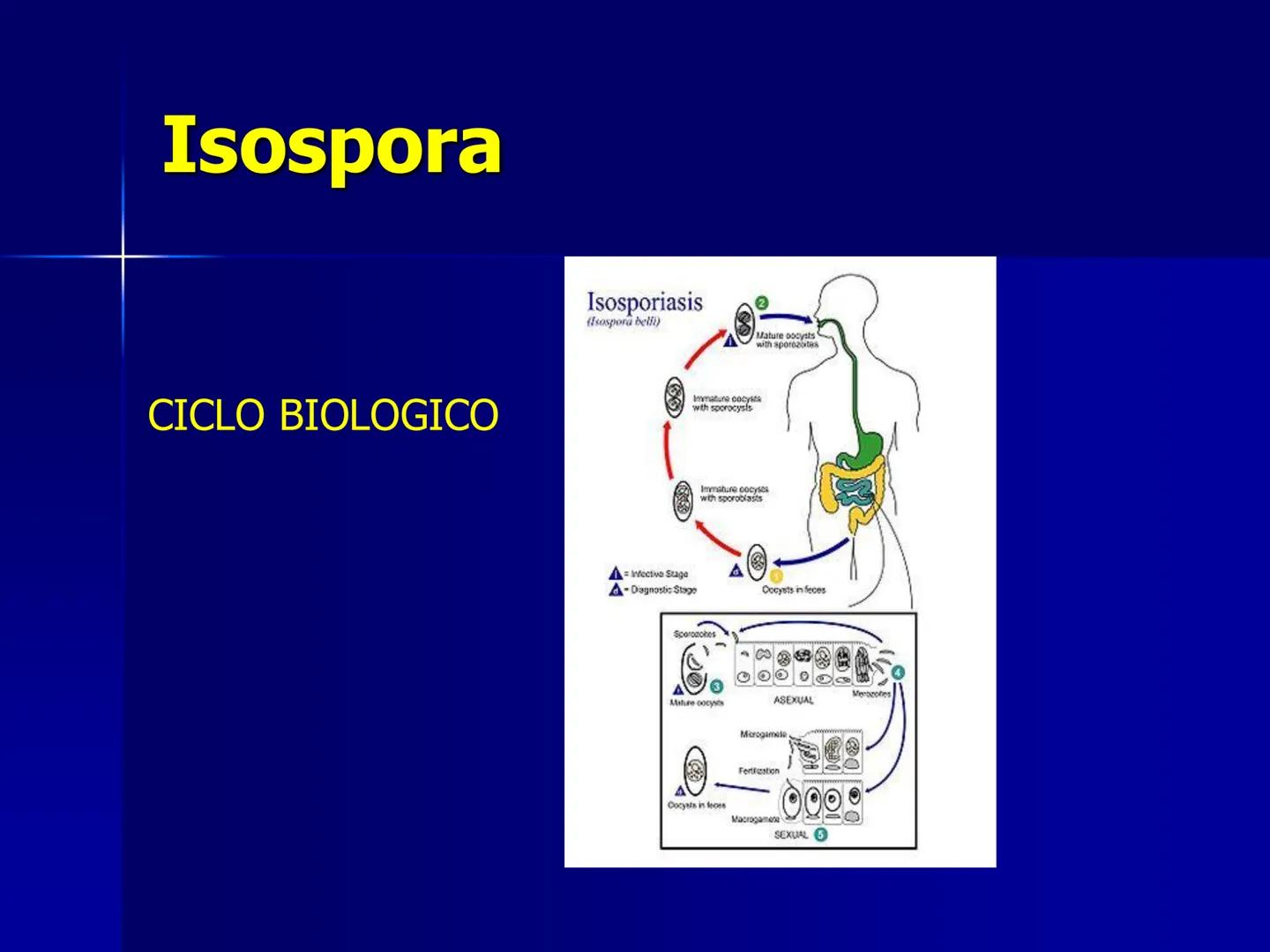 # Protozoarios
100 μm # Protozoarios
■ Son unicelulares pertenecientes al Reino Protista,
subreino Protozoa.
* Eucariotas, microscopico