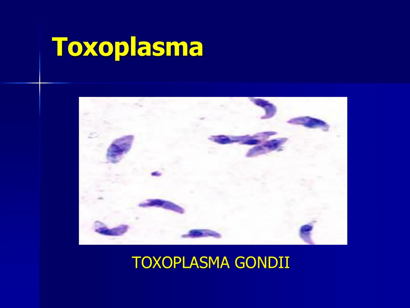 # Protozoarios
100 μm # Protozoarios
■ Son unicelulares pertenecientes al Reino Protista,
subreino Protozoa.
* Eucariotas, microscopico