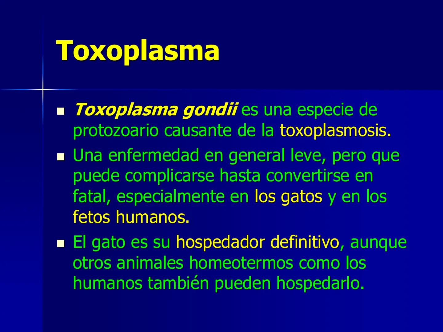 # Protozoarios
100 μm # Protozoarios
■ Son unicelulares pertenecientes al Reino Protista,
subreino Protozoa.
* Eucariotas, microscopico
