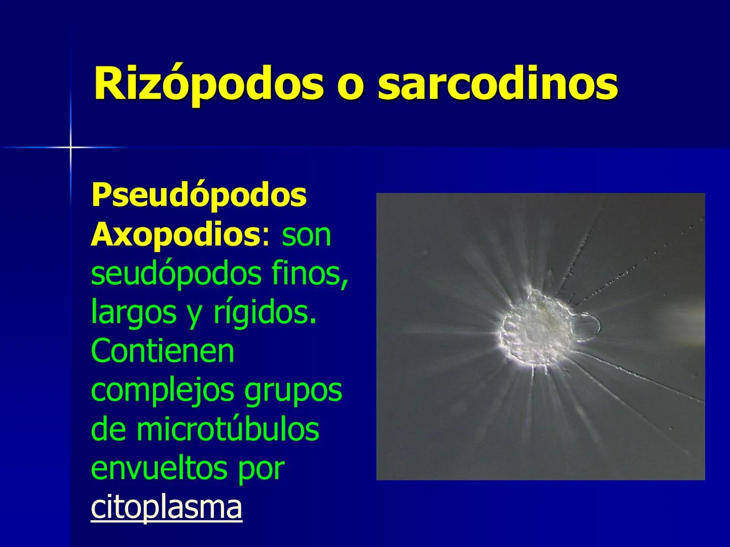 # Protozoarios
100 μm # Protozoarios
■ Son unicelulares pertenecientes al Reino Protista,
subreino Protozoa.
* Eucariotas, microscopico
