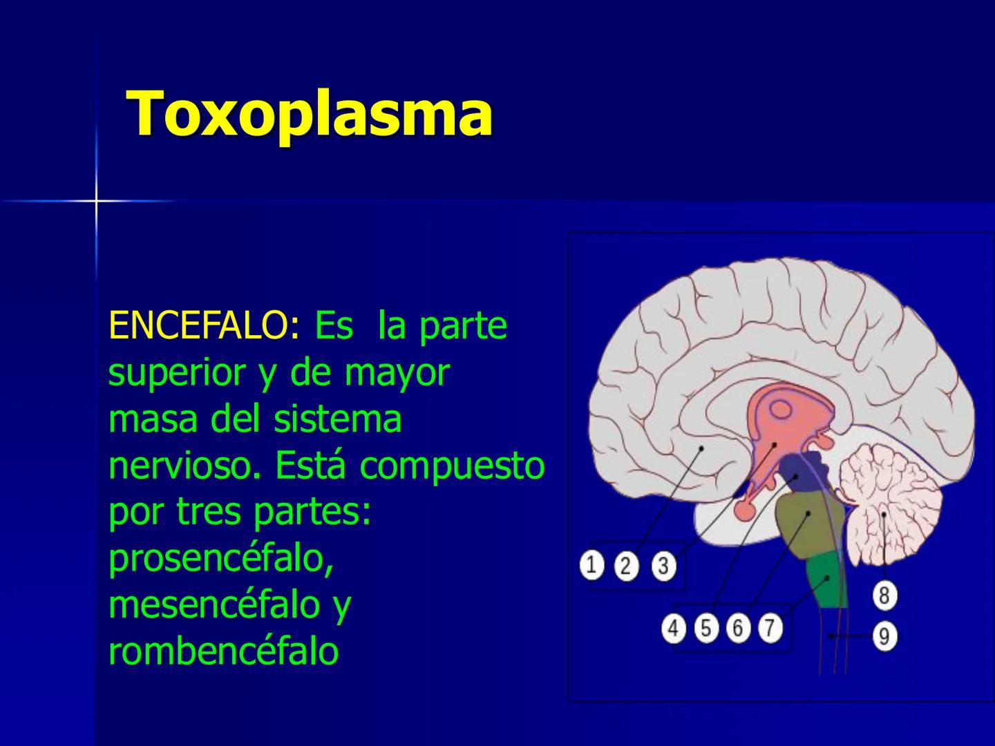 # Protozoarios
100 μm # Protozoarios
■ Son unicelulares pertenecientes al Reino Protista,
subreino Protozoa.
* Eucariotas, microscopico