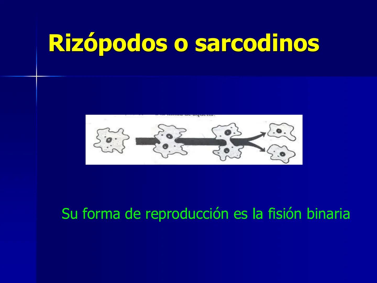 # Protozoarios
100 μm # Protozoarios
■ Son unicelulares pertenecientes al Reino Protista,
subreino Protozoa.
* Eucariotas, microscopico