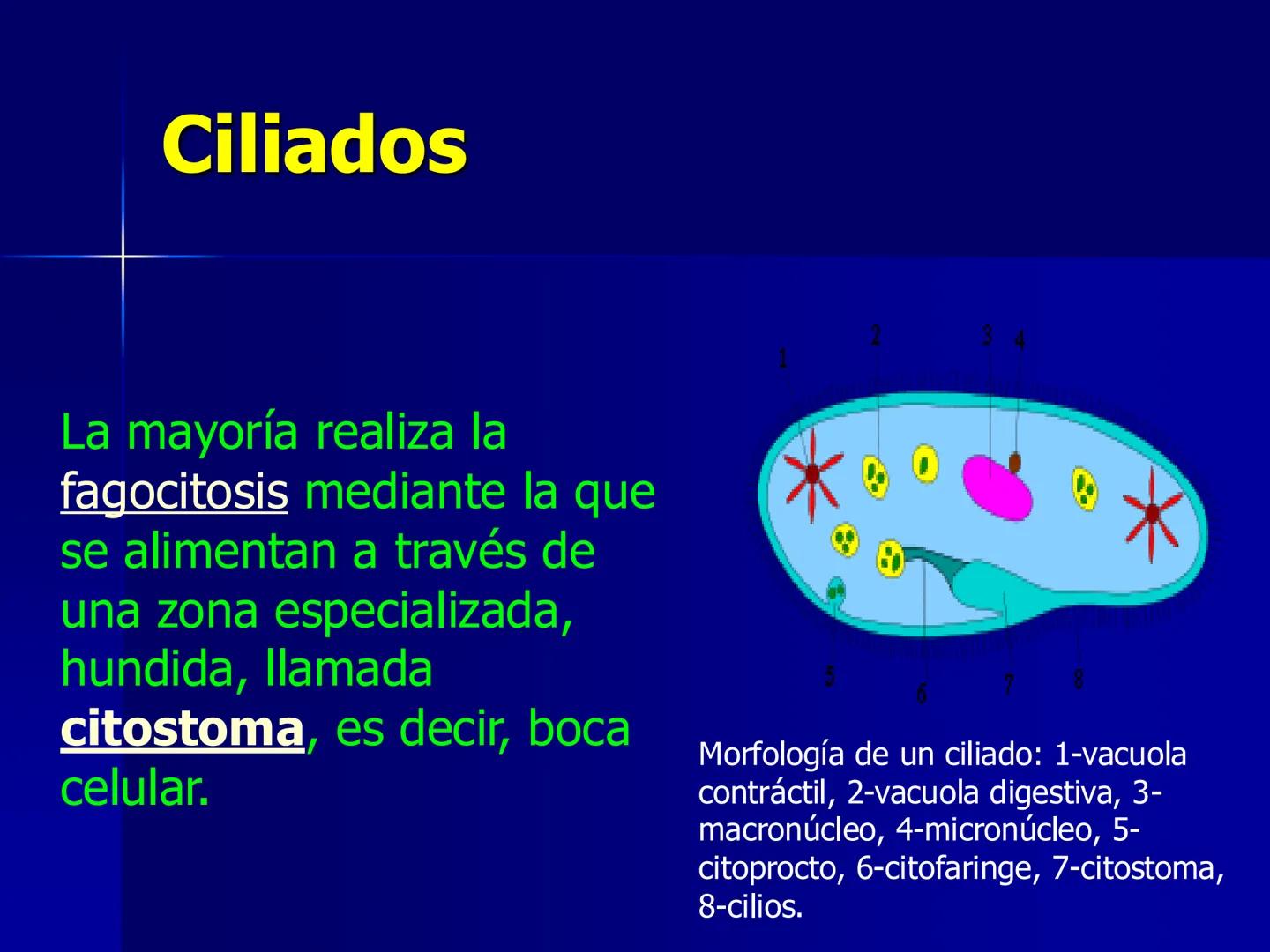 # Protozoarios
100 μm # Protozoarios
■ Son unicelulares pertenecientes al Reino Protista,
subreino Protozoa.
* Eucariotas, microscopico