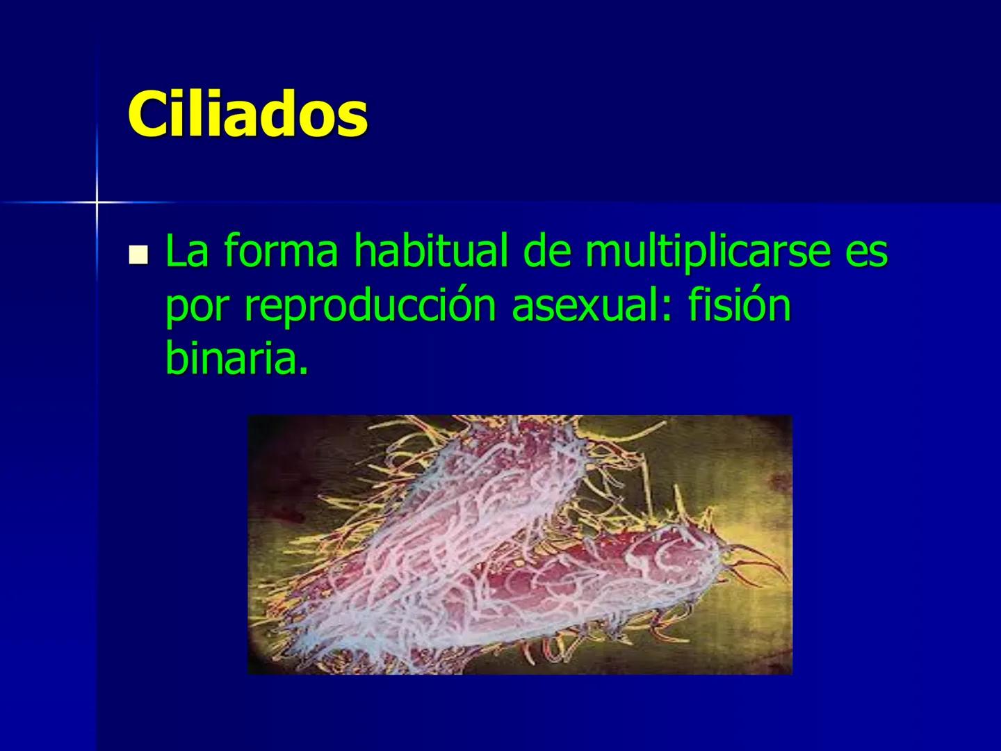 # Protozoarios
100 μm # Protozoarios
■ Son unicelulares pertenecientes al Reino Protista,
subreino Protozoa.
* Eucariotas, microscopico