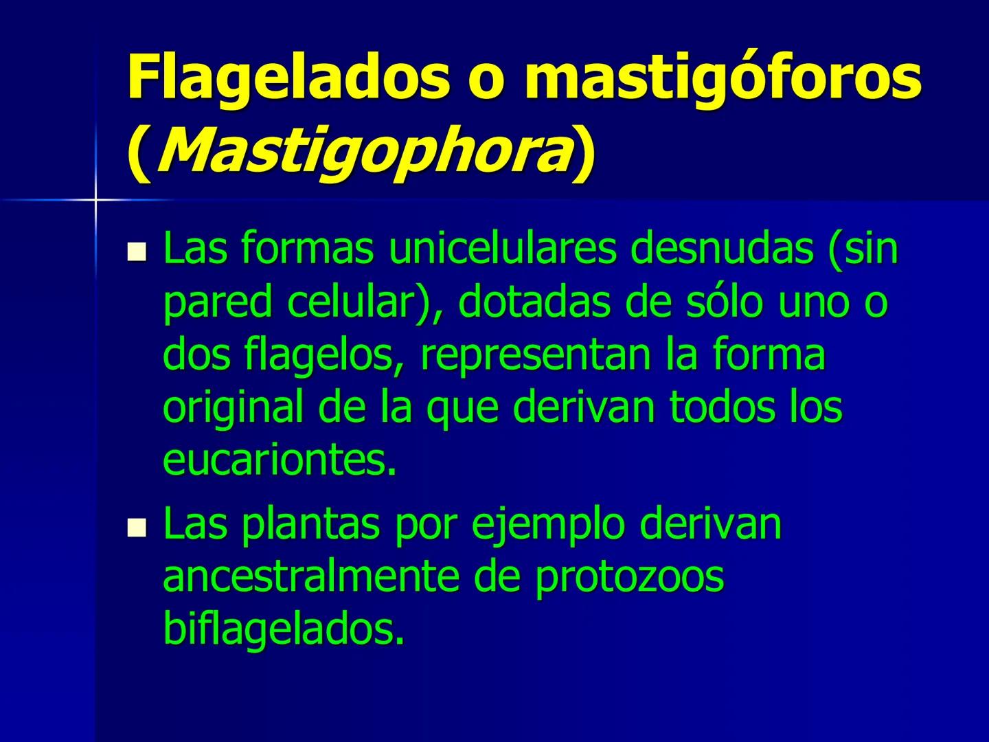 # Protozoarios
100 μm # Protozoarios
■ Son unicelulares pertenecientes al Reino Protista,
subreino Protozoa.
* Eucariotas, microscopico