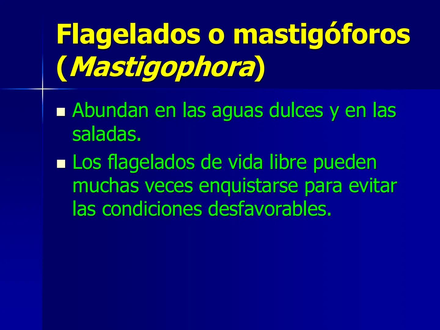 # Protozoarios
100 μm # Protozoarios
■ Son unicelulares pertenecientes al Reino Protista,
subreino Protozoa.
* Eucariotas, microscopico