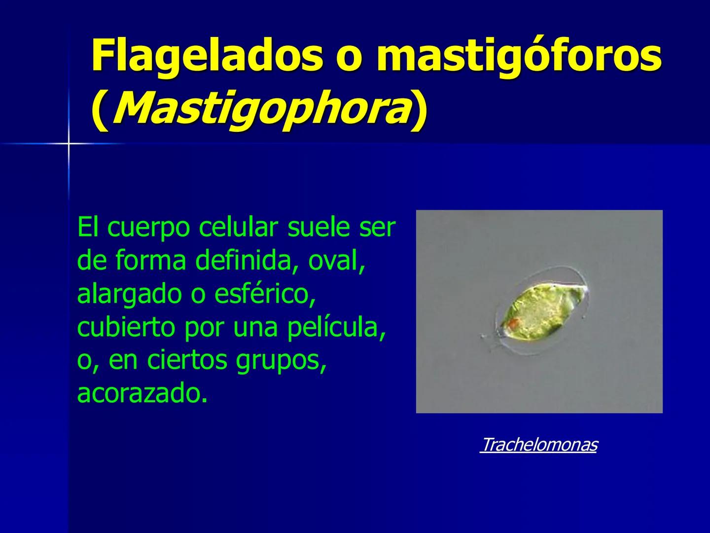 # Protozoarios
100 μm # Protozoarios
■ Son unicelulares pertenecientes al Reino Protista,
subreino Protozoa.
* Eucariotas, microscopico