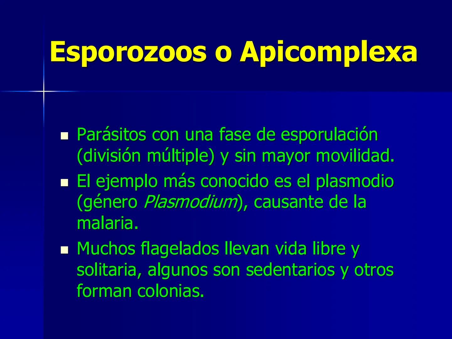 # Protozoarios
100 μm # Protozoarios
■ Son unicelulares pertenecientes al Reino Protista,
subreino Protozoa.
* Eucariotas, microscopico
