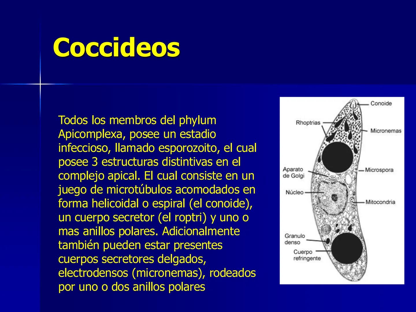 # Protozoarios
100 μm # Protozoarios
■ Son unicelulares pertenecientes al Reino Protista,
subreino Protozoa.
* Eucariotas, microscopico